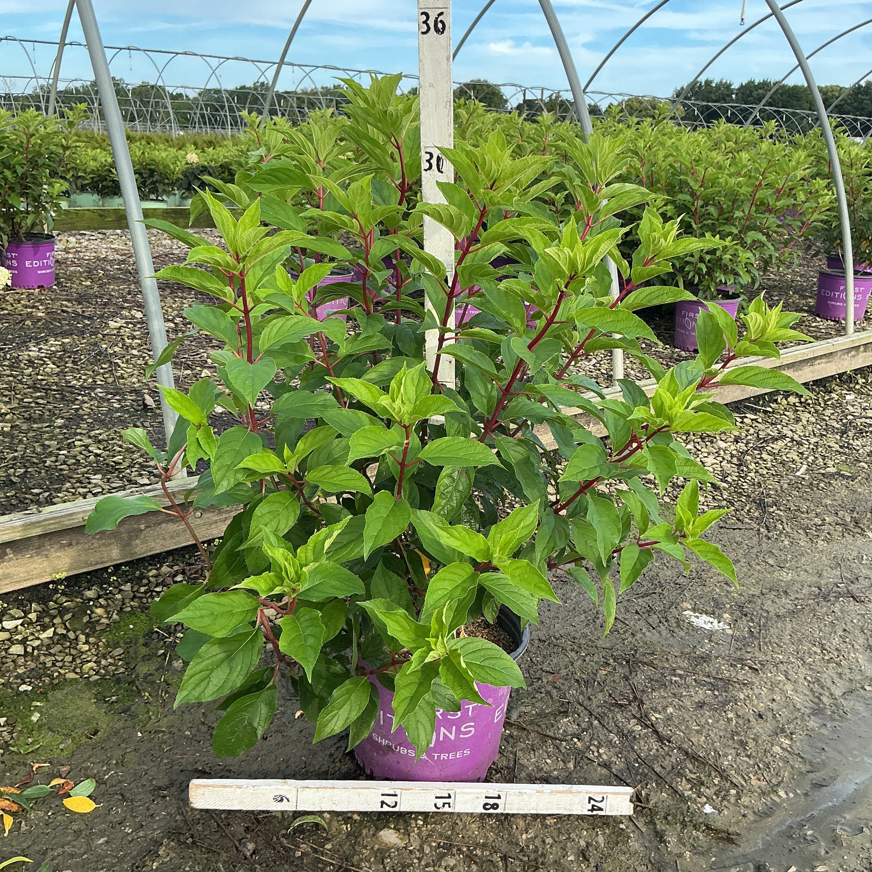 Vanilla Strawberry Panicle Hydrangea shrub in a #3 container with lush green foliage and red stems at a nursery greenhouse.