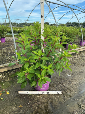 Vanilla Strawberry Panicle Hydrangea shrub in a #3 container with lush green foliage and red stems at a nursery greenhouse.