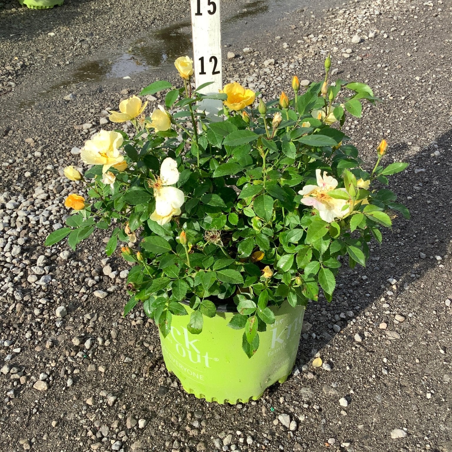 Knock Out Easy Bee-zy Shrub Rose in a green branded container showing yellow and cream blooms at a nursery.