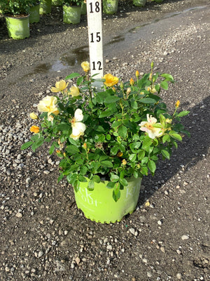Knock Out Easy Bee-zy Shrub Rose in a green branded container showing yellow and cream blooms at a nursery.