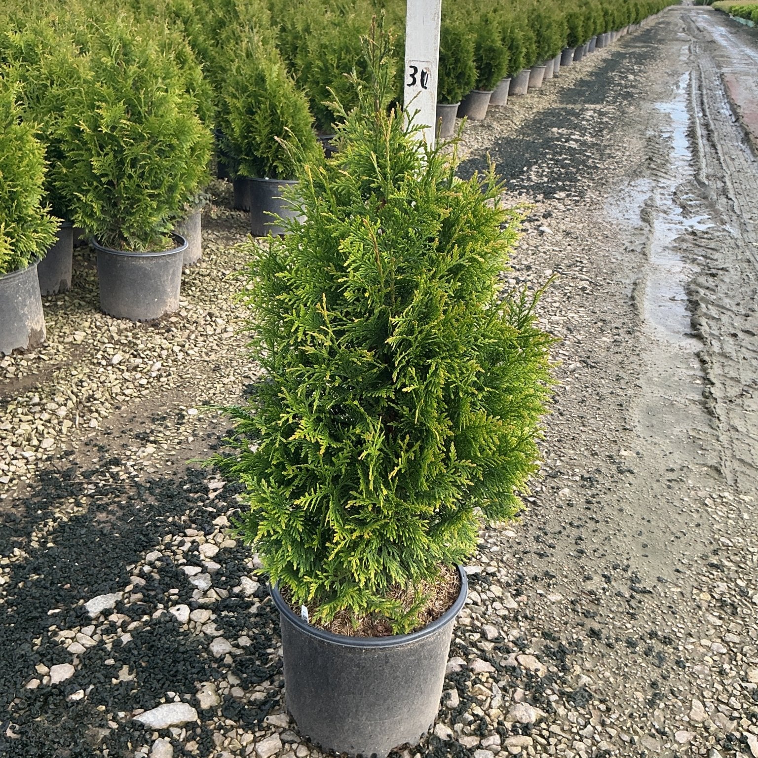 Junior Giant Arborvitae in a nursery container showing dense green pyramidal foliage at a production growing facility.