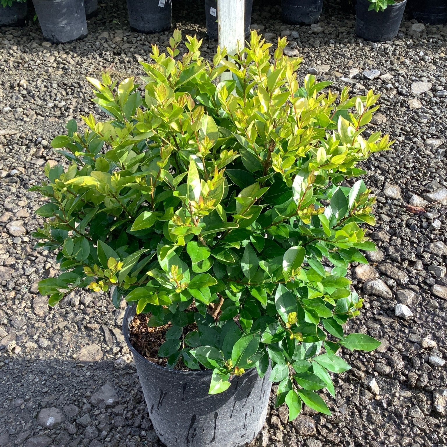 Golden Vicary Privet shrub in a #3 container displaying bright yellow-green new growth and dark green mature foliage.