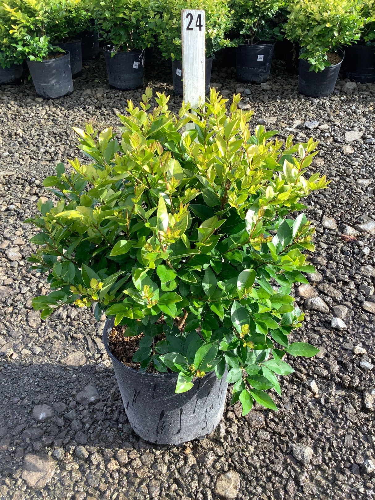 Golden Vicary Privet shrub in a #3 container displaying bright yellow-green new growth and dark green mature foliage.