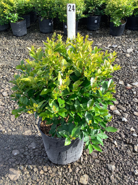 Golden Vicary Privet shrub in a #3 container displaying bright yellow-green new growth and dark green mature foliage.