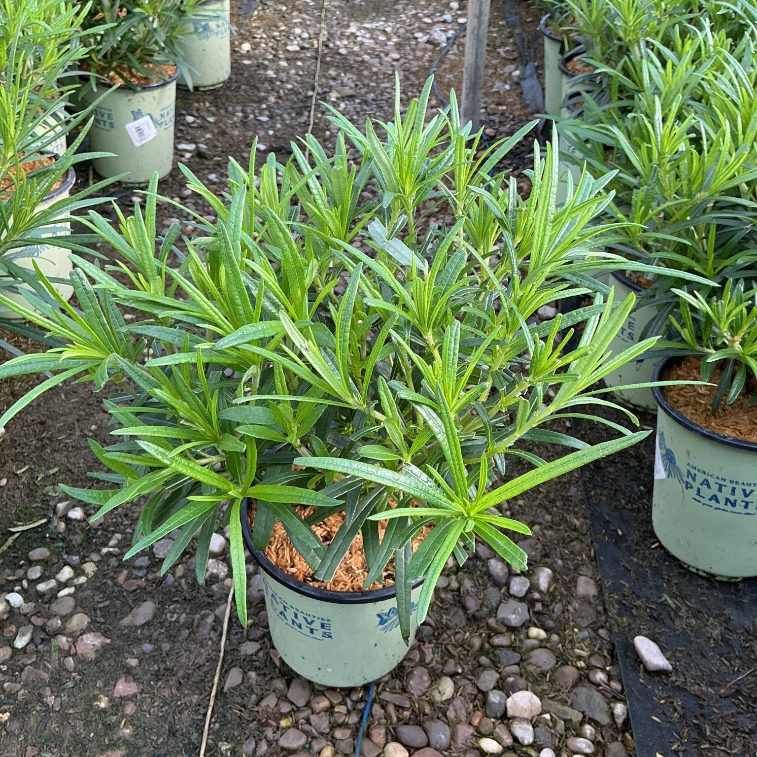 Autumn Gold Willowleaf Sunflower in a #1 container showing dense narrow green foliage at a native plant nursery.