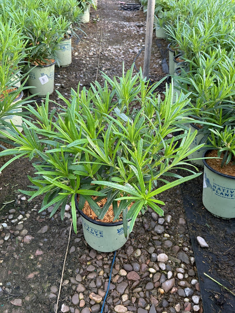 Autumn Gold Willowleaf Sunflower in a #1 container showing dense narrow green foliage at a native plant nursery.