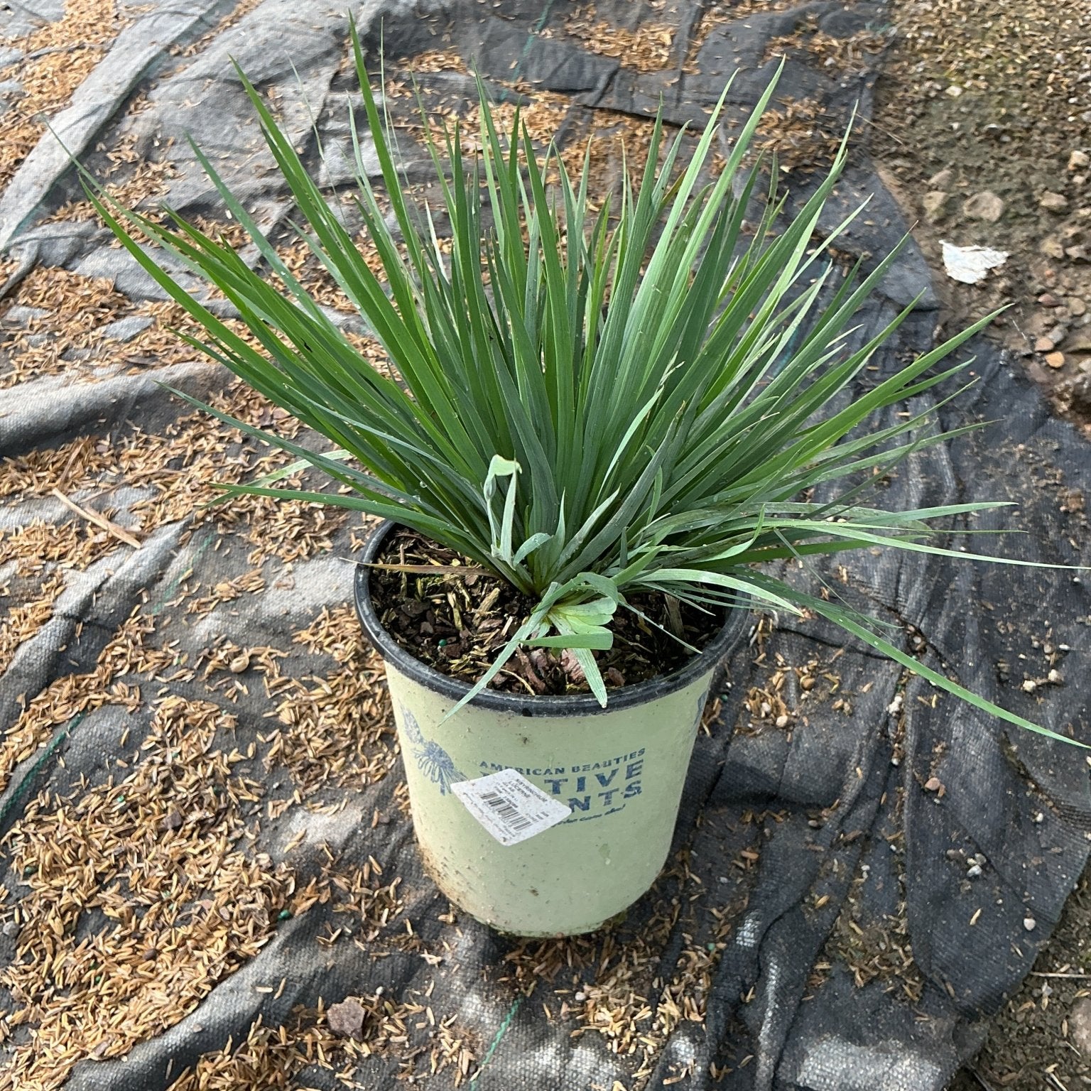 Sisyrinchium angustifolium Lucerne Blue Eyed Grass in a #1 nursery container showing dense clumping green foliage.