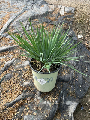 Sisyrinchium angustifolium Lucerne Blue Eyed Grass in a #1 nursery container showing dense clumping green foliage.