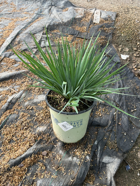 Sisyrinchium angustifolium Lucerne Blue Eyed Grass in a #1 nursery container showing dense clumping green foliage.