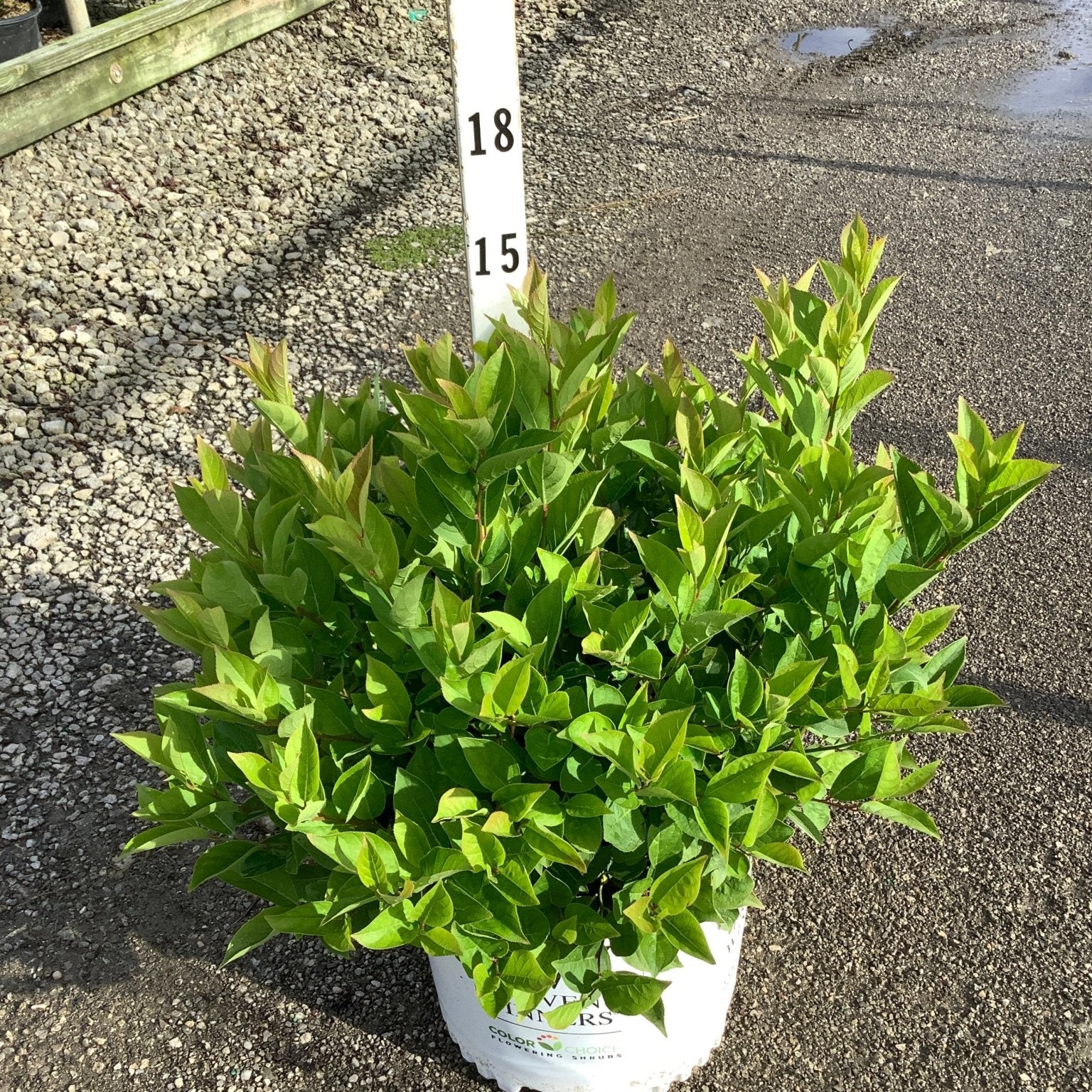 Little Henry Virginia Sweetspire shrub in a #3 container showing dense bright green foliage at a nursery.