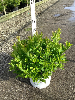Little Henry Virginia Sweetspire shrub in a #3 container showing dense bright green foliage at a nursery.