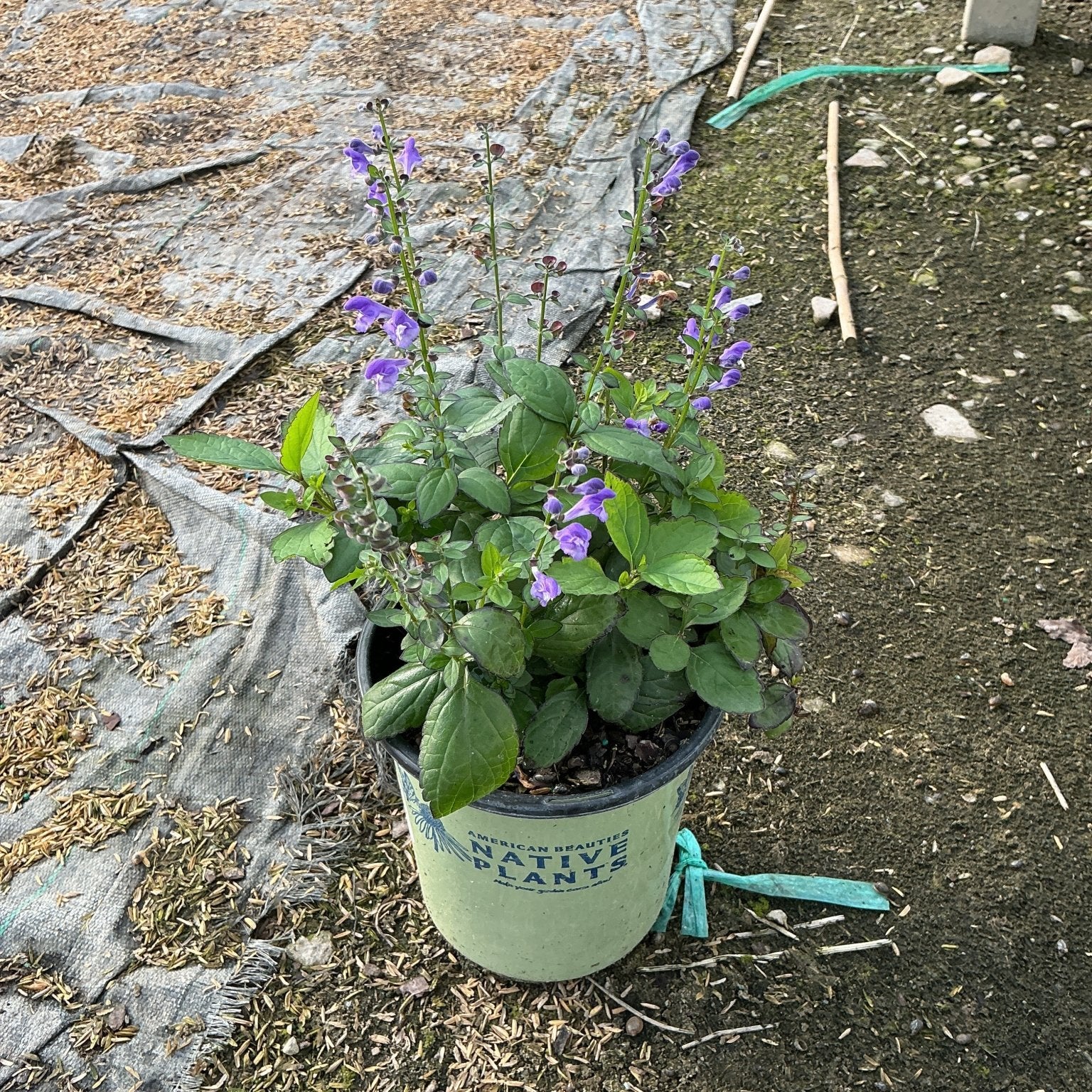 Appalachian Blue Skullcap in a #1 nursery container with purple blooms on upright stems and green foliage.