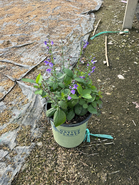 Appalachian Blue Skullcap in a #1 nursery container with purple blooms on upright stems and green foliage.