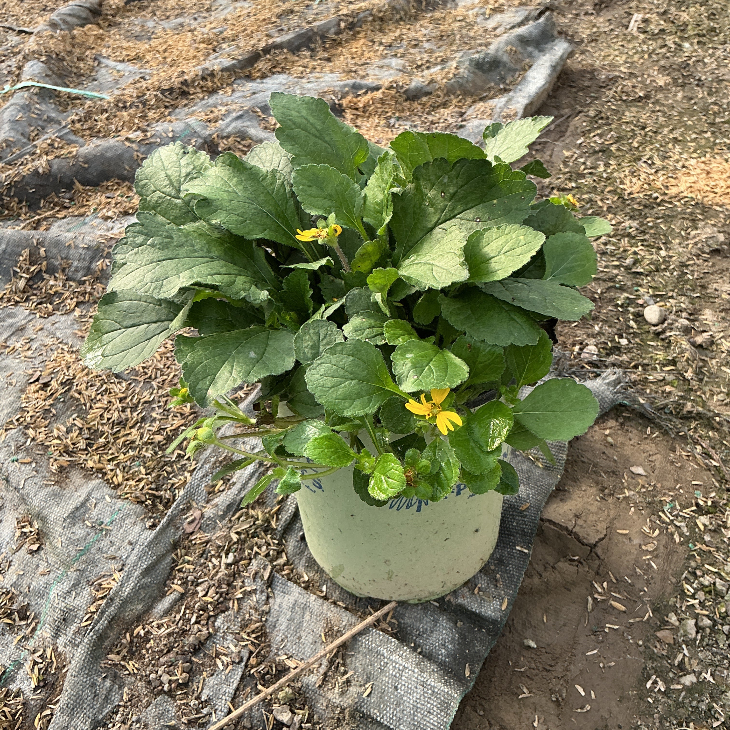 Golden Star Chrysogonum virginianum in a #1 container showing lush green foliage with small yellow blooms.