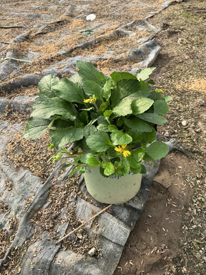 Golden Star Chrysogonum virginianum in a #1 container showing lush green foliage with small yellow blooms.