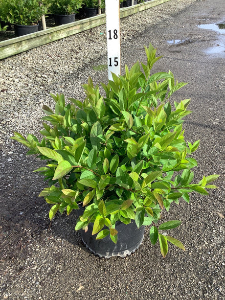 Henry's Garnet Virginia Sweetspire shrub in a #3 container showing dense green foliage at a nursery.