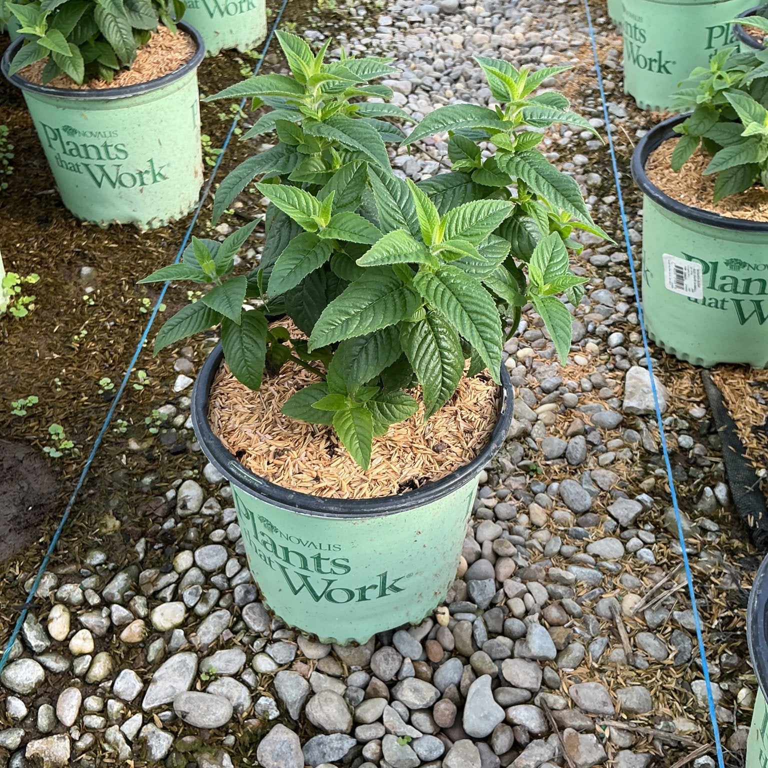 Sugar Buzz Grape Gumball Bee Balm in a #1 nursery container, showing lush green textured foliage at a garden center.