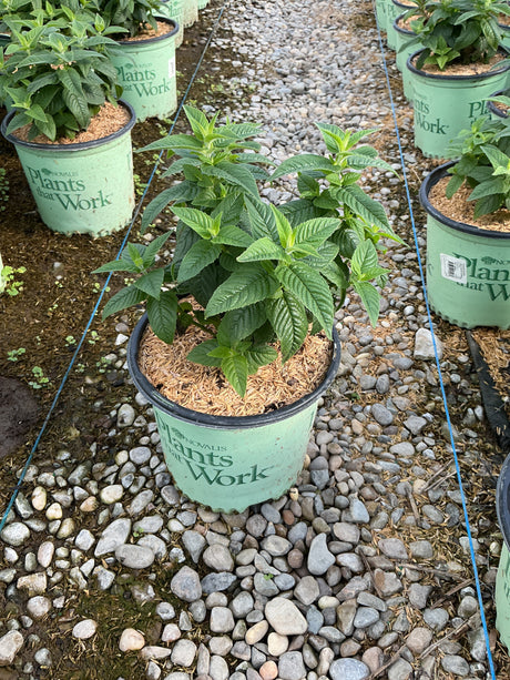 Sugar Buzz Grape Gumball Bee Balm in a #1 nursery container, showing lush green textured foliage at a garden center.
