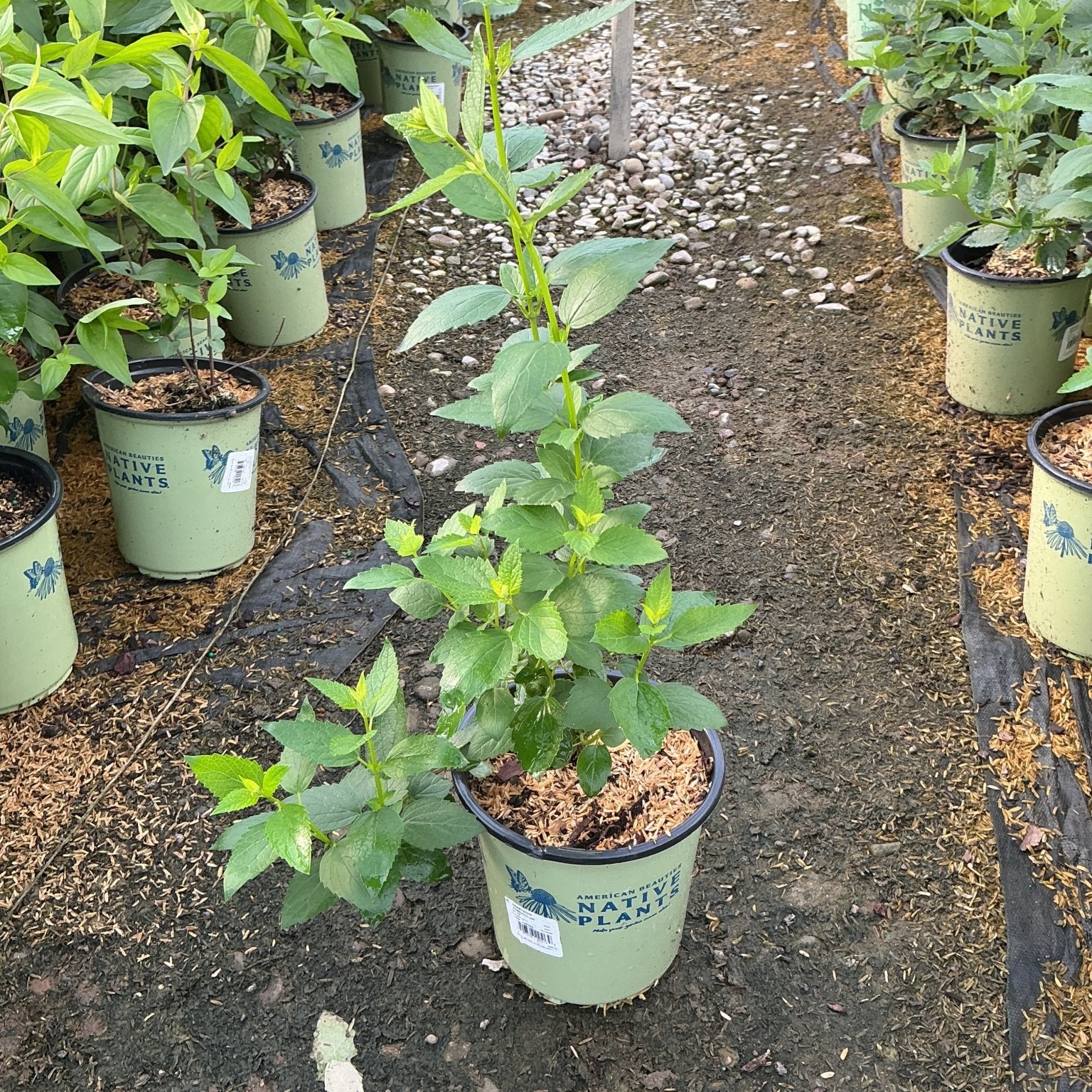 Anise Hyssop plants in green Native Plants containers lined up in a nursery greenhouse, showing lush green foliage.