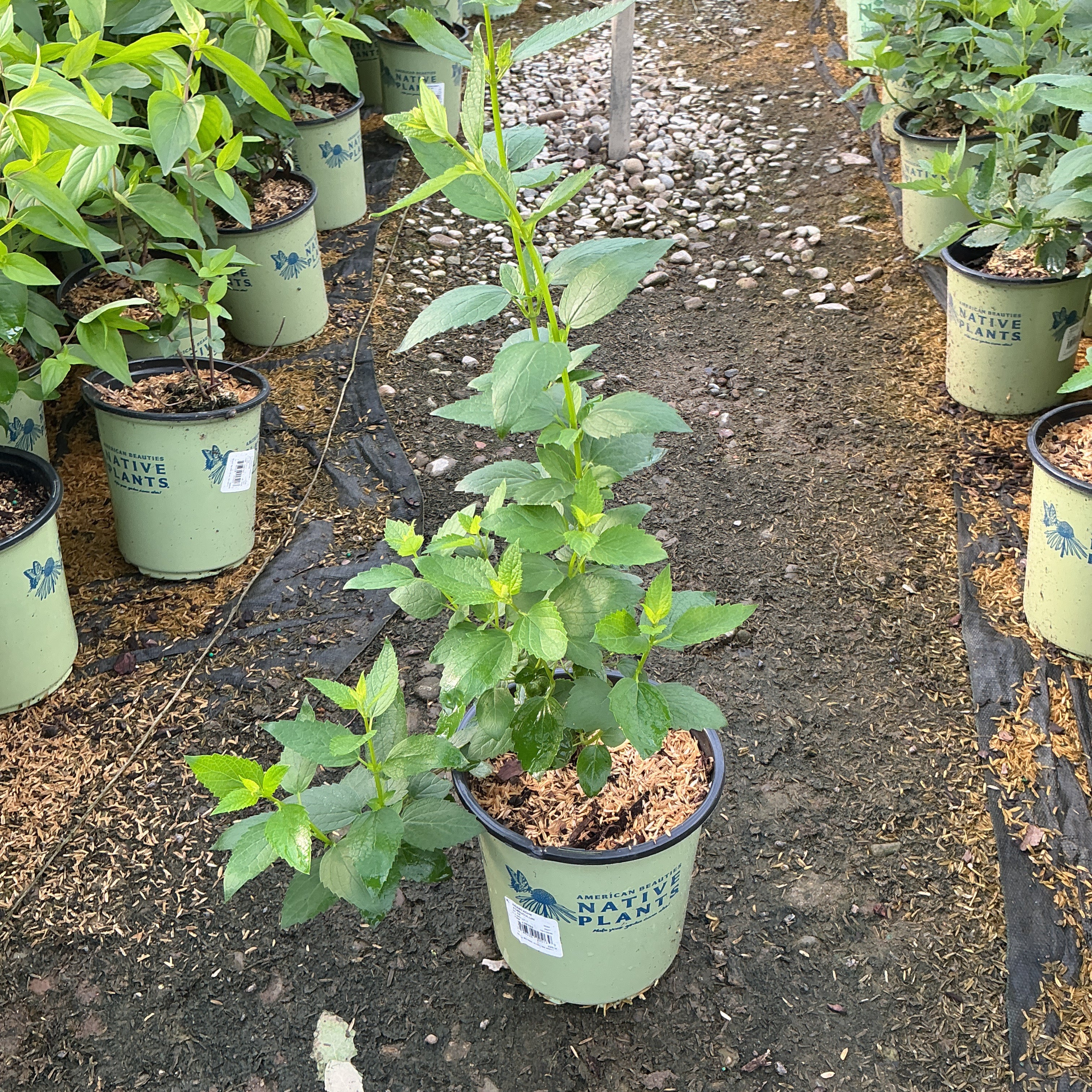 Anise Hyssop plants in green Native Plants containers lined up in a nursery greenhouse, showing lush green foliage.