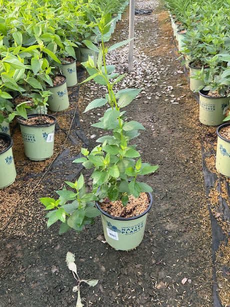 Anise Hyssop plants in green Native Plants containers lined up in a nursery greenhouse, showing lush green foliage.