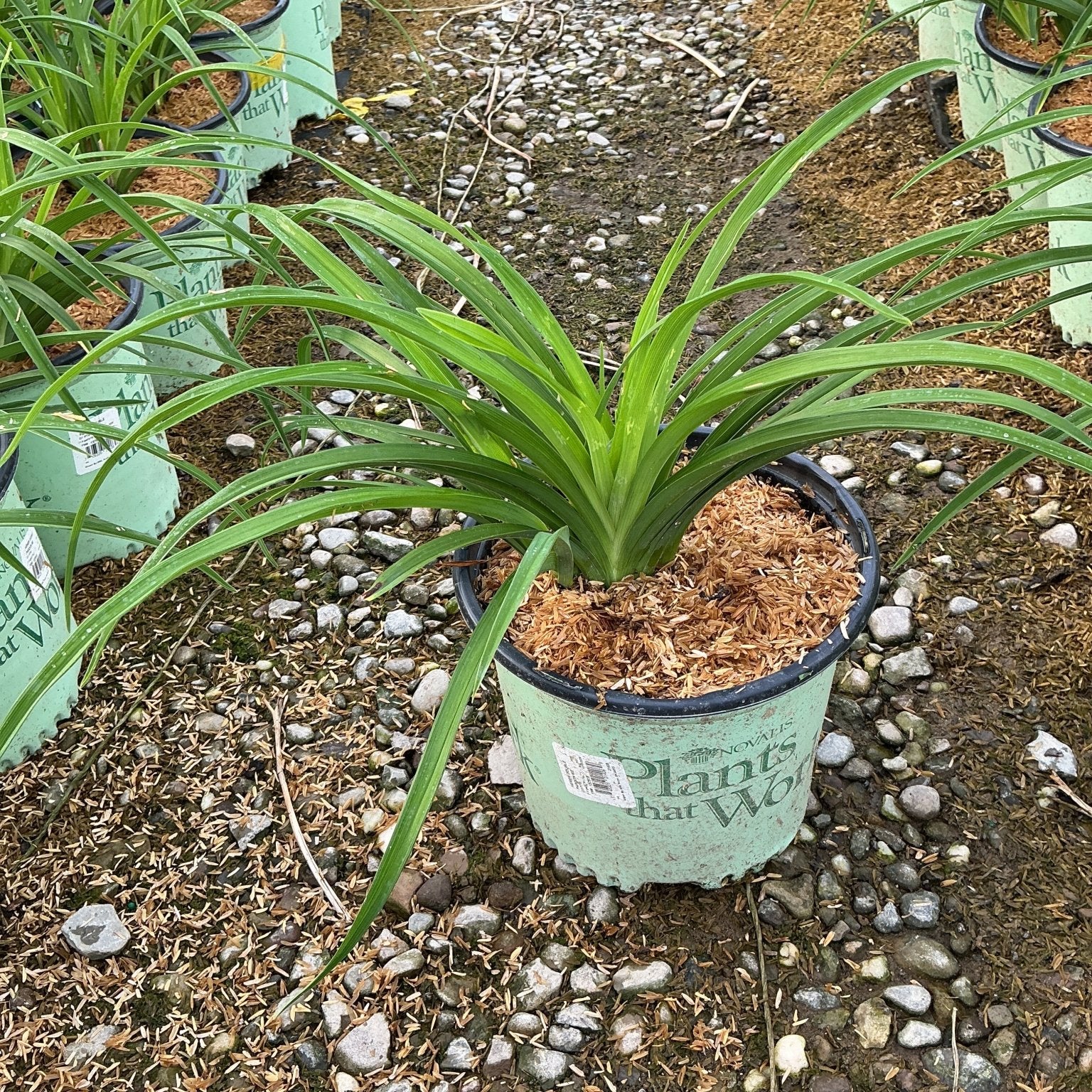 Double Pardon Me Daylily in a #1 nursery container showing arching green foliage at a garden center.