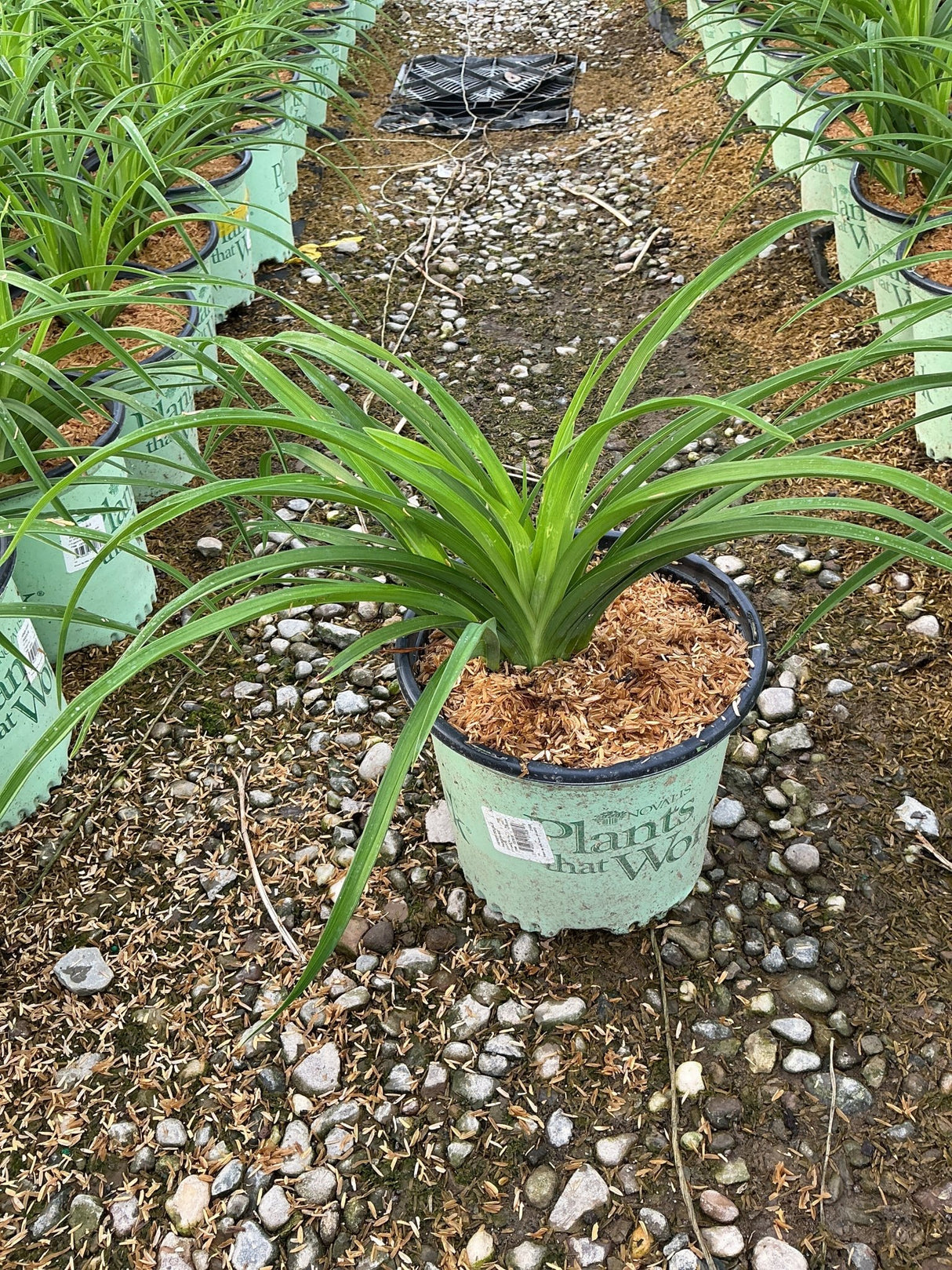 Double Pardon Me Daylily in a #1 nursery container showing arching green foliage at a garden center.