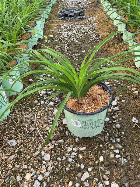 Double Pardon Me Daylily in a #1 nursery container showing arching green foliage at a garden center.