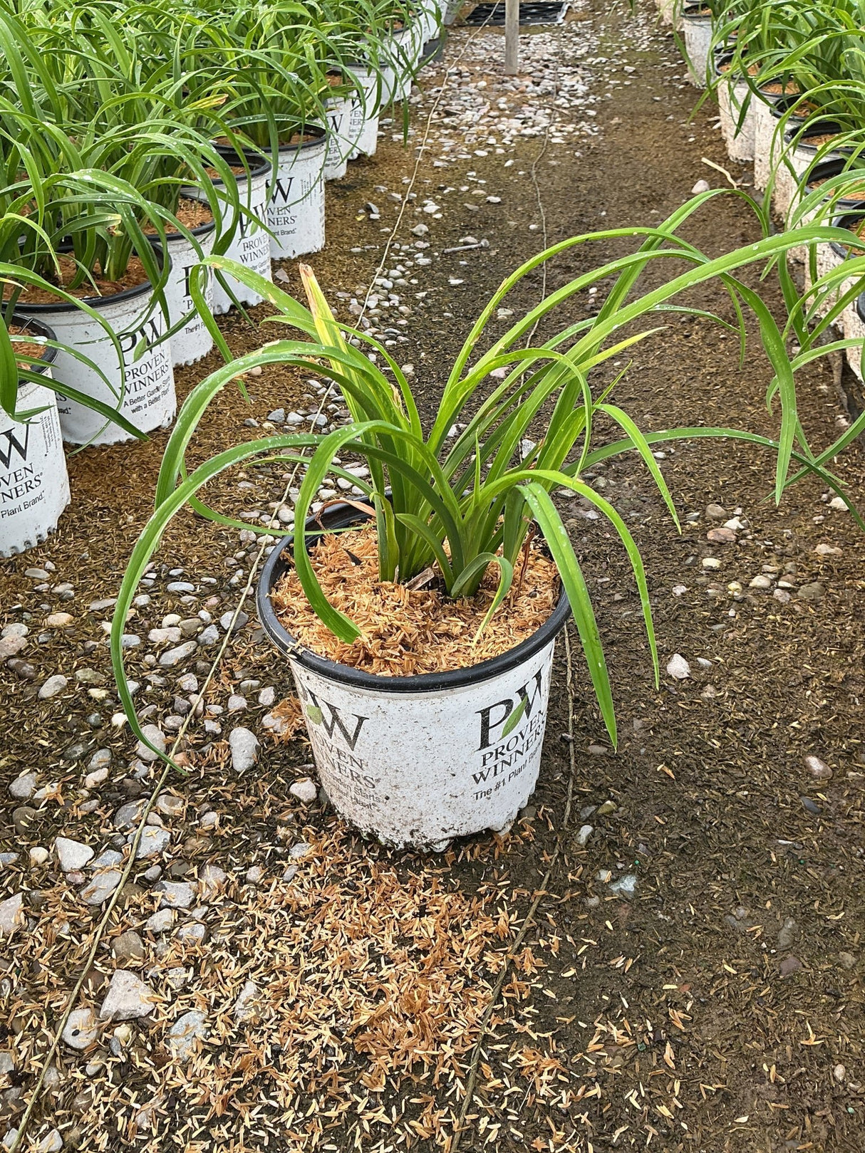 Ruby Spider Daylily in a Proven Winners #1 container showing healthy green strap-like foliage at a nursery.