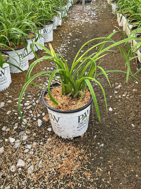Ruby Spider Daylily in a Proven Winners #1 container showing healthy green strap-like foliage at a nursery.