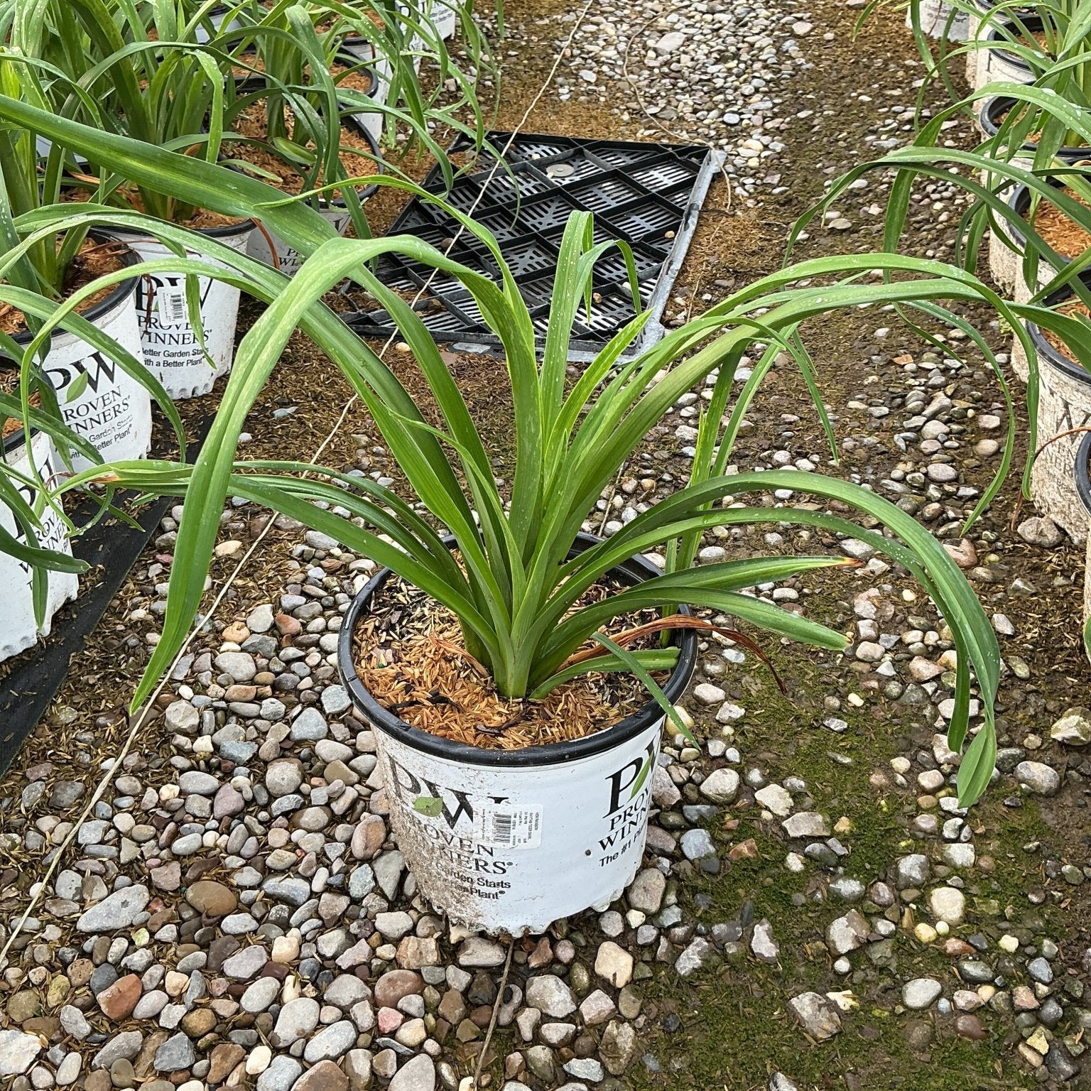 Tiger Swirl Daylily in a #1 Proven Winners container, showing arching green strap-like foliage at a nursery.