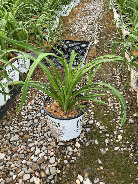 Tiger Swirl Daylily in a #1 Proven Winners container, showing arching green strap-like foliage at a nursery.