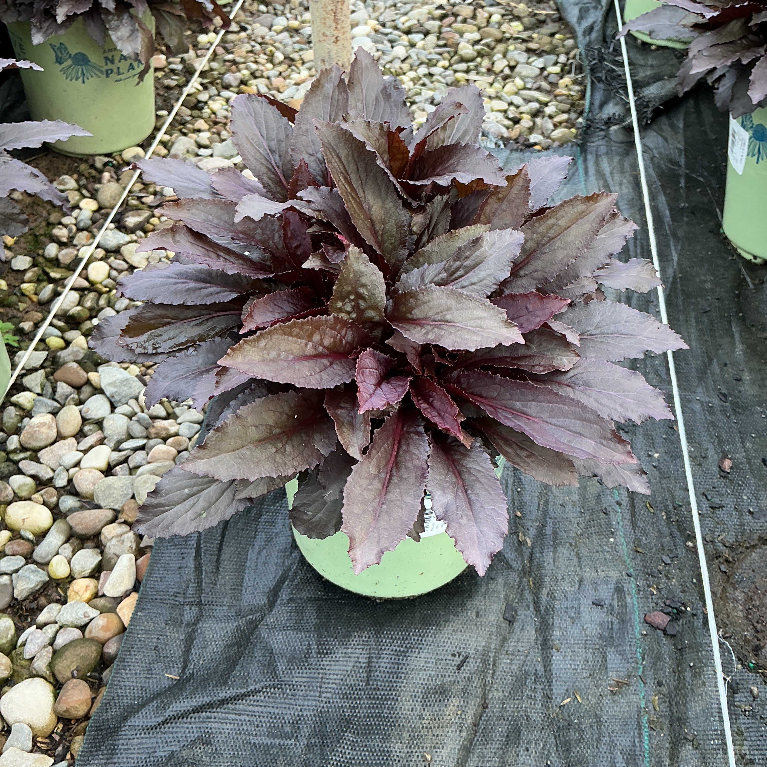 Black Truffle Cardinal Flower in a #1 container displaying deep burgundy-purple rosette foliage at a nursery.