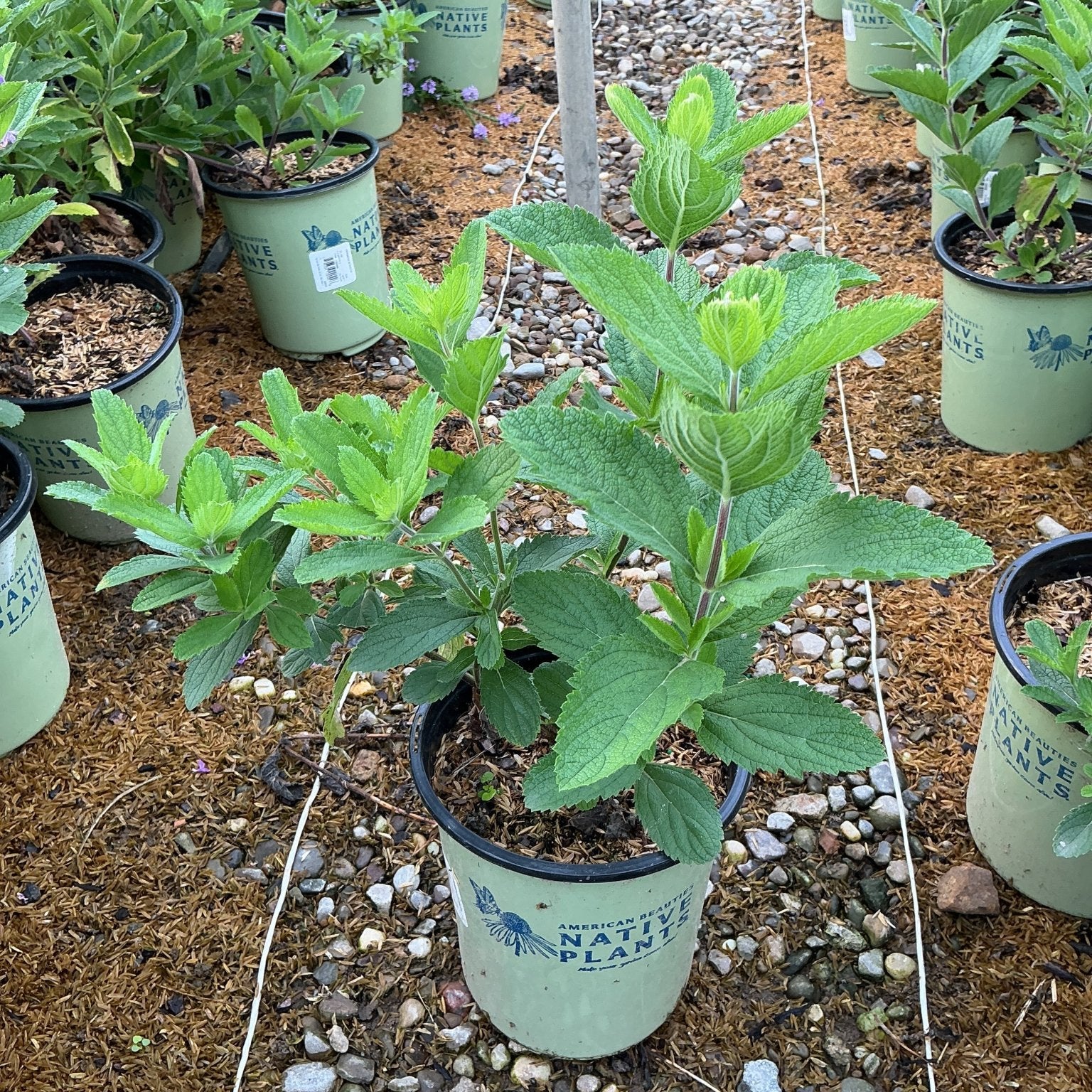 Hoary Vervain in a #1 container at a nursery, showing textured green foliage and upright stems ready for planting.