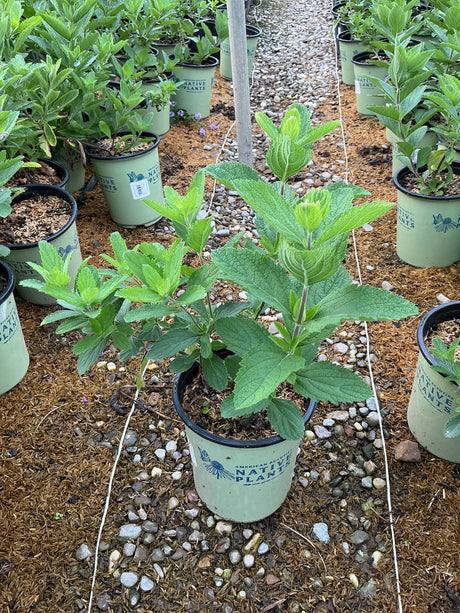 Hoary Vervain in a #1 container at a nursery, showing textured green foliage and upright stems ready for planting.