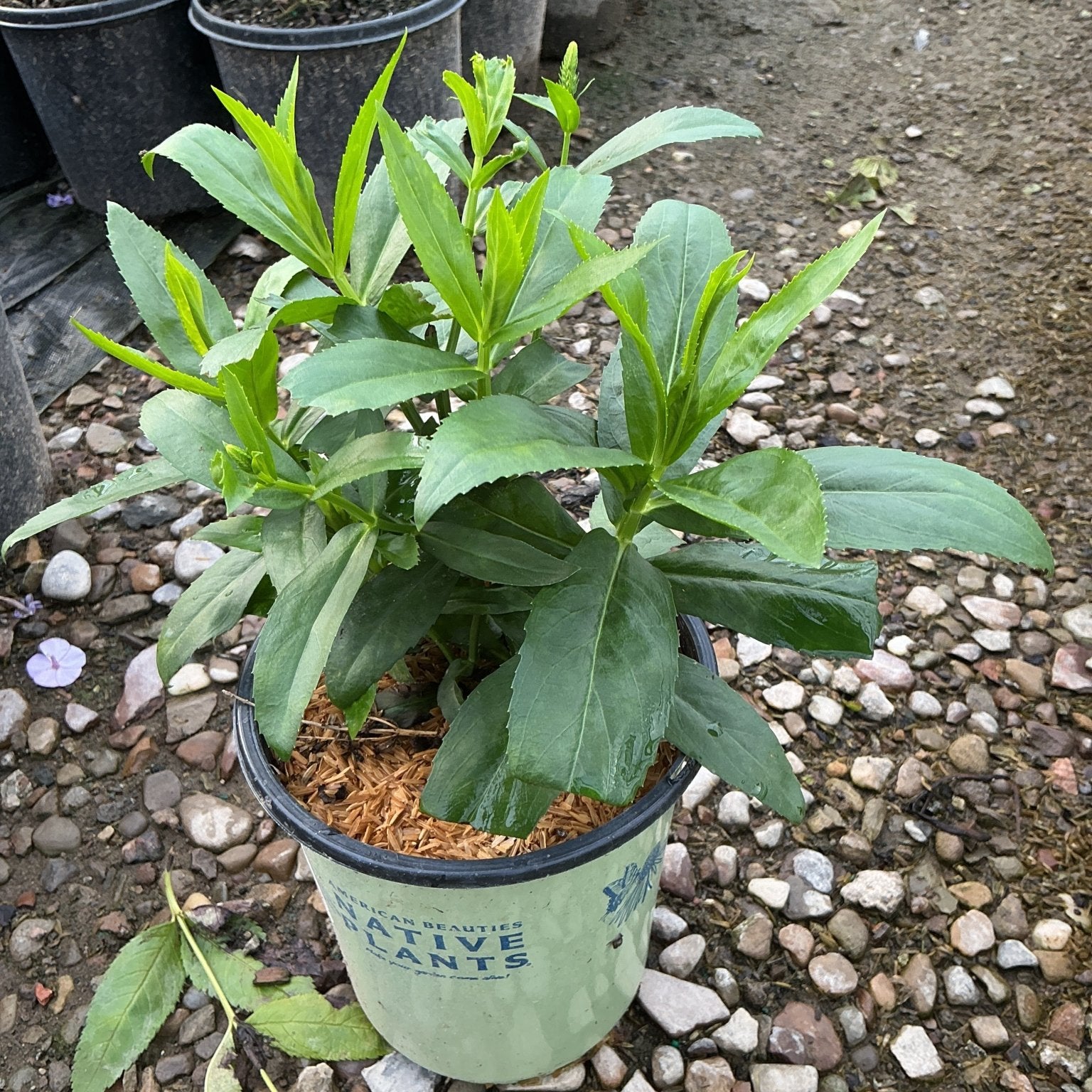 Pink Manners Obedient Plant in a #1 container showing lush green foliage and emerging flower spikes.