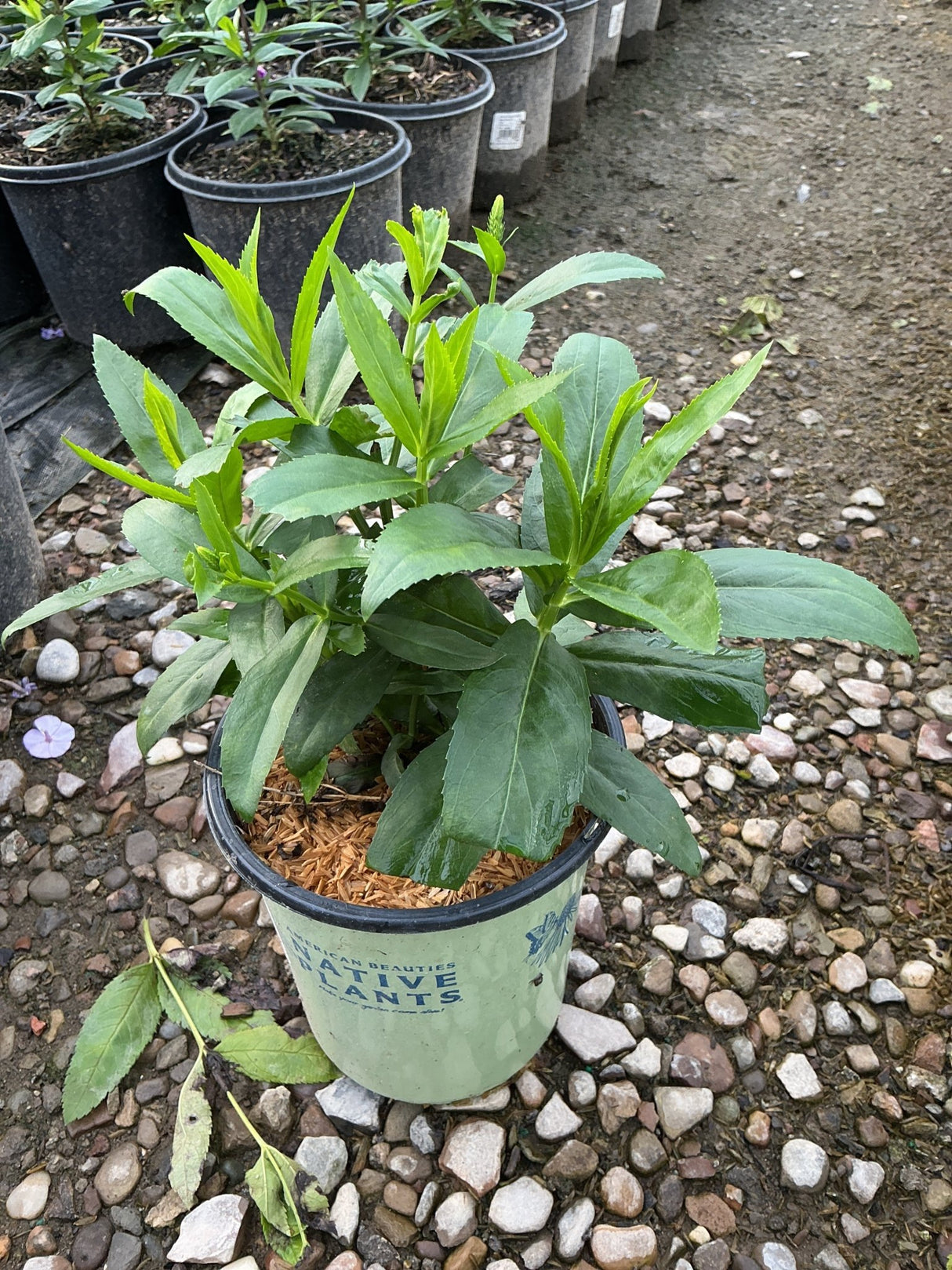 Pink Manners Obedient Plant in a #1 container showing lush green foliage and emerging flower spikes.