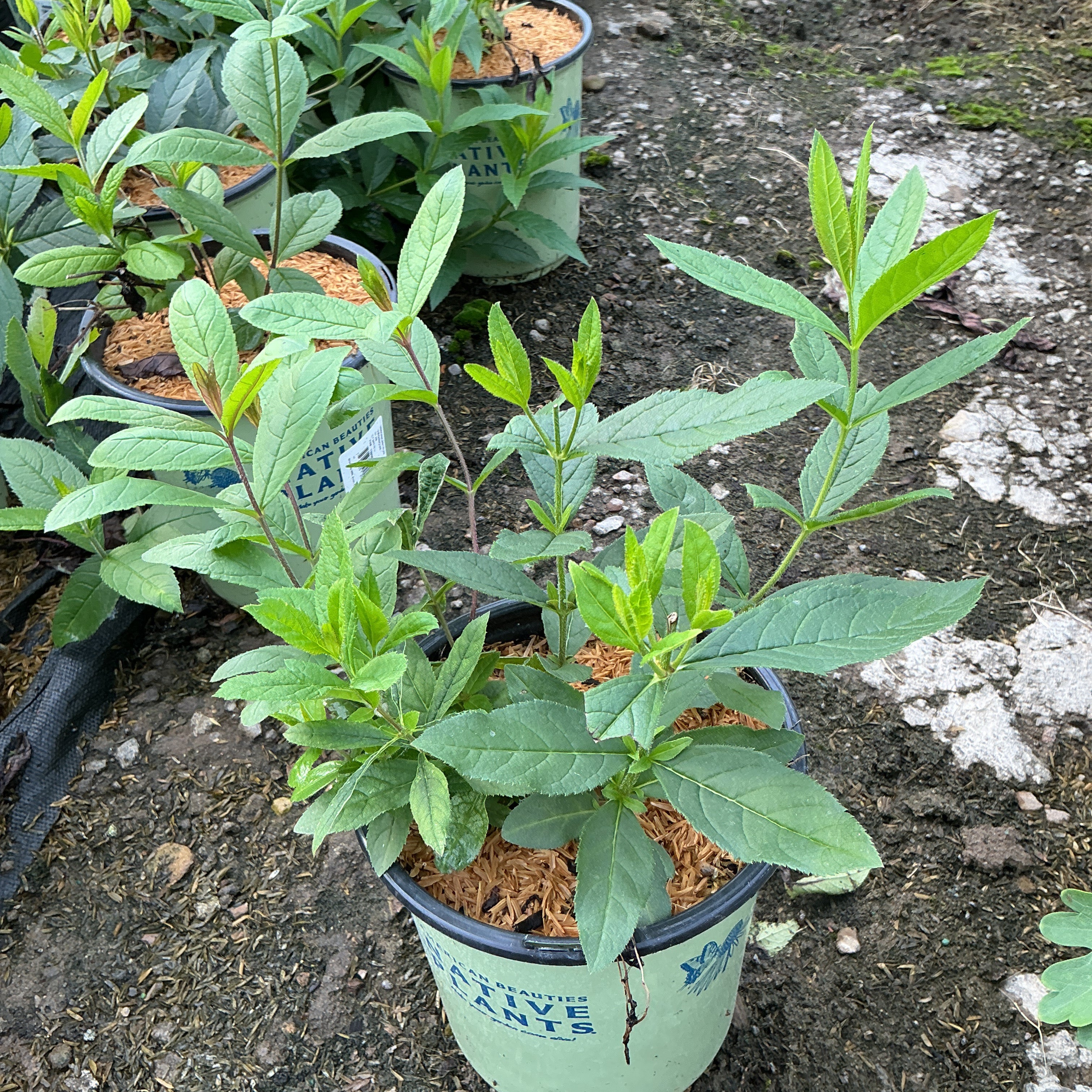 Culvers Root plant in a #1 nursery container showing upright stems with lance-shaped green foliage.