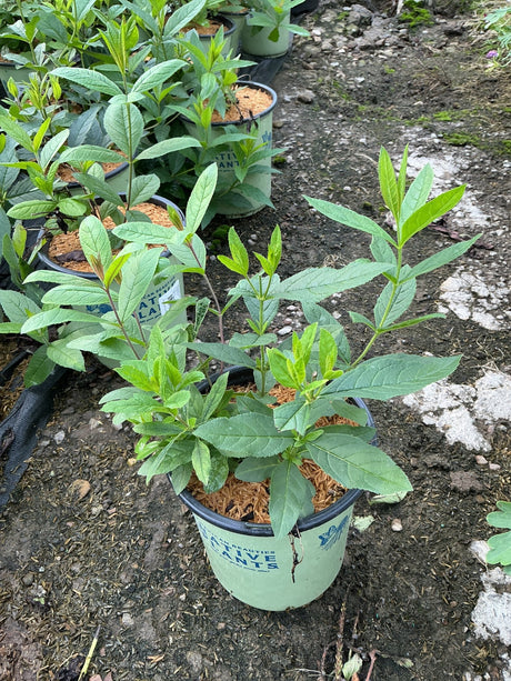 Culvers Root plant in a #1 nursery container showing upright stems with lance-shaped green foliage.