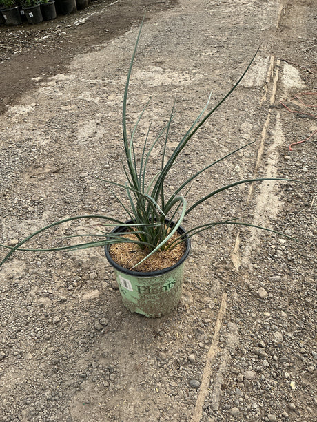 Red Yucca (Hesperaloe parviflora) in a #1 container, showing slender blue-green arching foliage at a nursery.