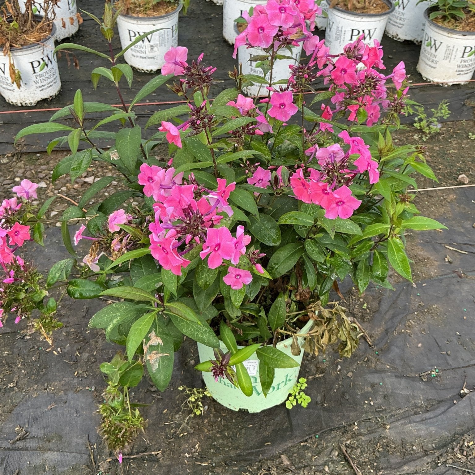 Bright pink Tall Garden Phlox blooms in a nursery container, showing dense flower clusters and dark green foliage.