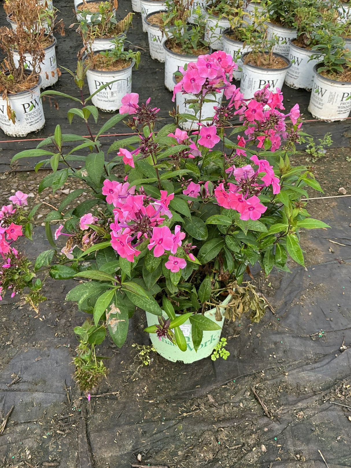 Bright pink Tall Garden Phlox blooms in a nursery container, showing dense flower clusters and dark green foliage.