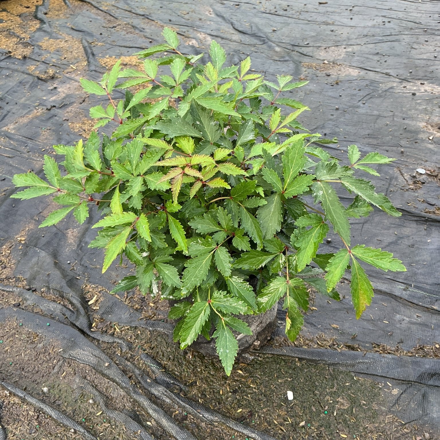 Younique Pink Astilbe in a nursery container showing dense mounded foliage with serrated leaflets and reddish stems.