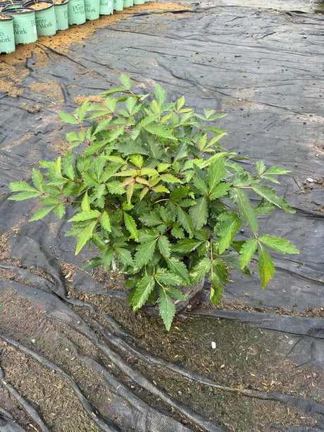 Younique Pink Astilbe in a nursery container showing dense mounded foliage with serrated leaflets and reddish stems.