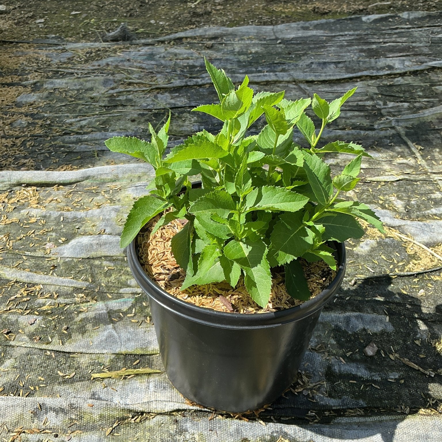 Sentimental Blue Balloon Flower in a #1 black nursery container showing dense green serrated foliage before blooming.