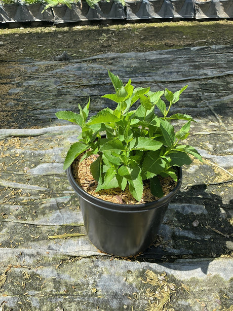 Sentimental Blue Balloon Flower in a #1 black nursery container showing dense green serrated foliage before blooming.