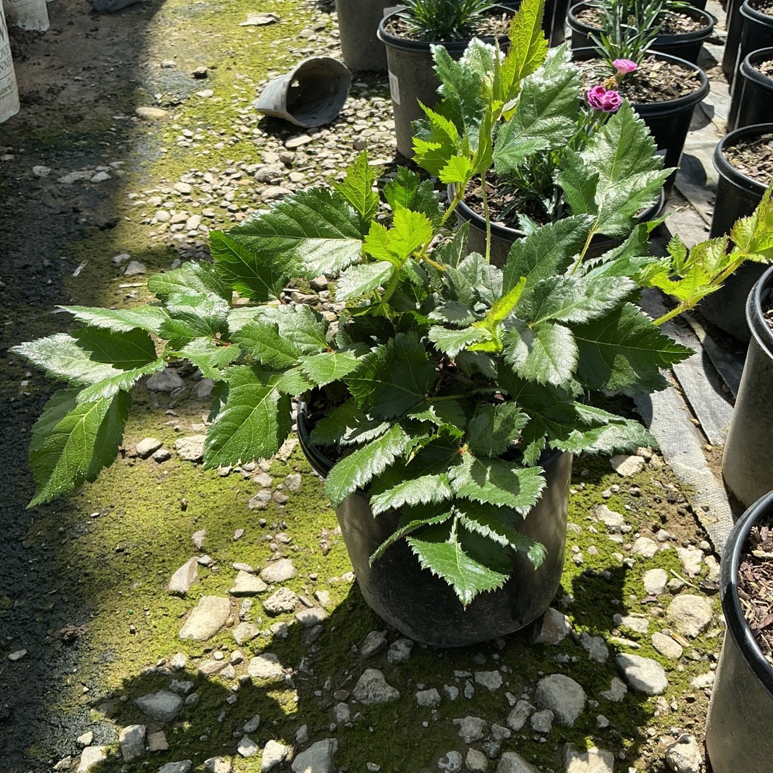 Lush green foliage of a Vision in Purple Astilbe growing in a black nursery container at a garden center.