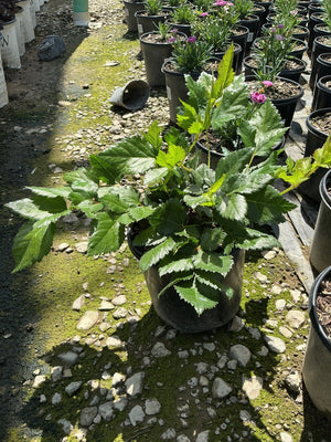 Lush green foliage of a Vision in Purple Astilbe growing in a black nursery container at a garden center.