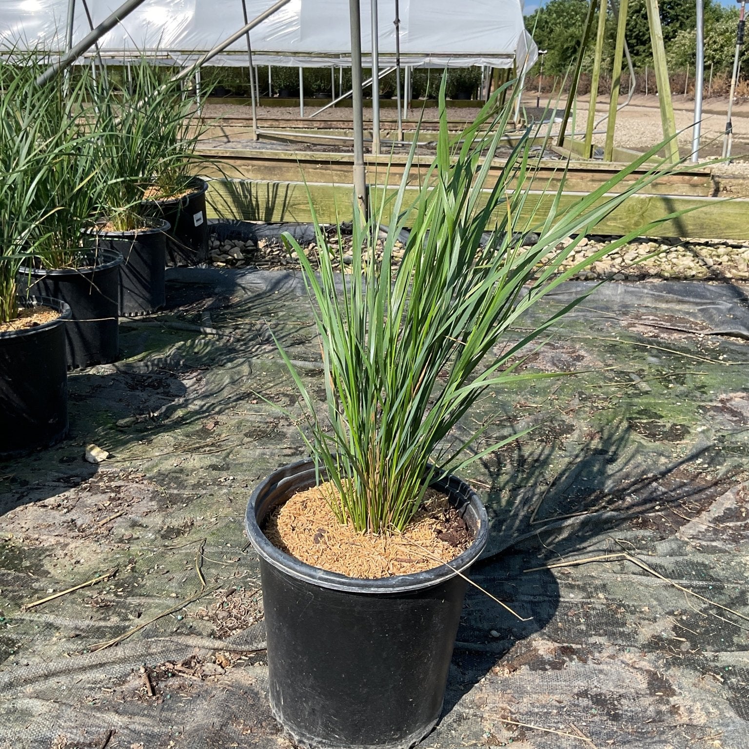 Karl Foerster Feather Reed Grass growing in a black #2 nursery container at a plant nursery.