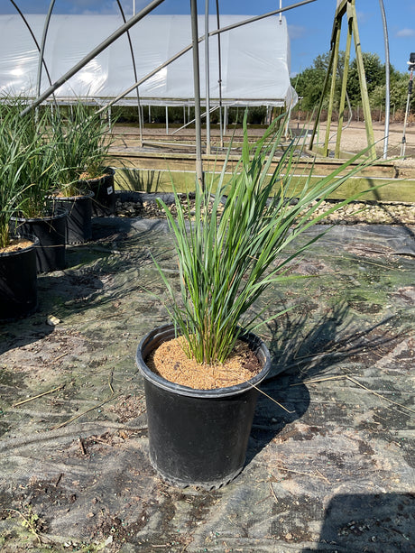 Karl Foerster Feather Reed Grass growing in a black #2 nursery container at a plant nursery.